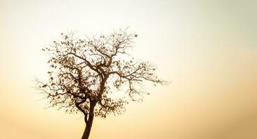 bellissimo sagomato alberi nel il cielo a Alba. foto