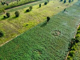 grande verde terreno agricolo, aereo fotografia. foto