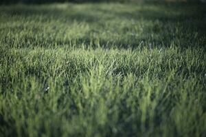 verde erba nel il vento foto