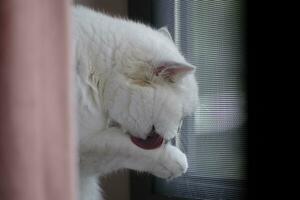 bianca gatto su il divano leccata il suo mano foto