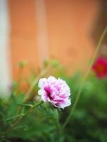 fiore piccolo nel giardino dopo piovoso freschezza foto