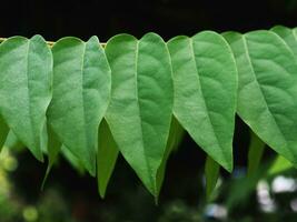 greenleafe sfondo albero leafes e alto struttura foto