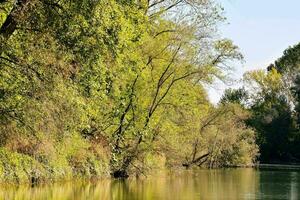 un' fiume con alberi e erba foto