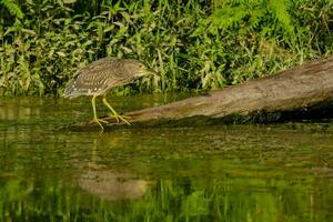 un' uccello in piedi su un' log nel un' stagno foto