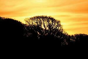 il sole imposta dietro a alberi nel il sfondo foto