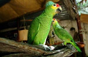 Due verde pappagalli seduta su un' ramo nel un' gabbia foto