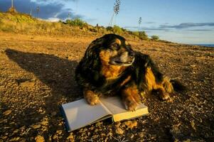 un' cane posa su il terra con un' libro foto