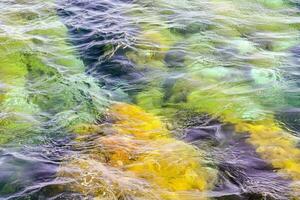 un' vicino su di alghe e alga marina nel il acqua foto