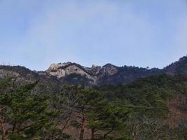 pineta e una grande roccia sullo sfondo. parco nazionale di seoraksan. Corea del Sud foto
