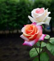 bellissimo Due colore Rose, bellissimo fiori Rose all'aperto foto