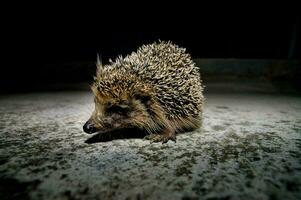 un' riccio è a piedi su il terra a notte foto