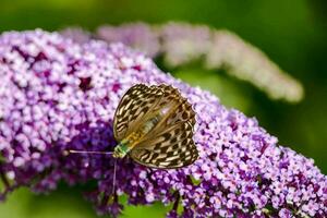 un' farfalla su un' viola fiore nel il giardino foto