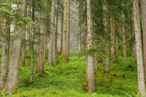 estate tempo nel Austria foto