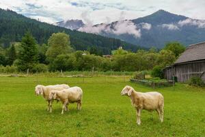 estate tempo nel Austria foto