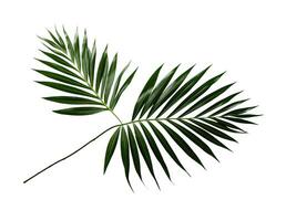 tropicale palma foglia isolato su bianca o trasparente sfondo ritagliare. generativo ai foto