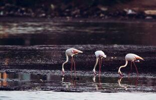 Con le gambe lunghe flamino in piedi su corpo di acqua foto