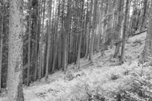 nel il austriaco Alpi foto