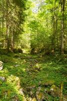 estate tempo nel bellissimo Austria foto