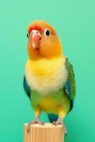 molto carino pappagallino verde africano nel natura largo vita animali. ai generato. foto