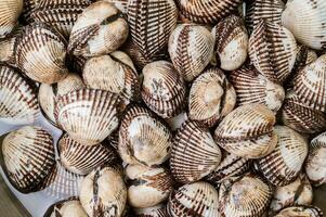 fresco frutti di mare vongole nel un' ciotola foto