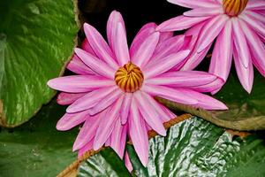 fiore di loto naturale fiorisce in un bellissimo giardino foto