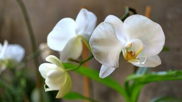 Luna orchidea o falena orchidea e come anggrek bulan foto