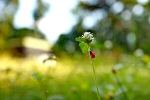 signora insetto perching su fiore. signora insetto nel natura foto