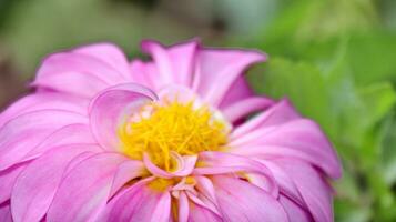 rosa fiore peonie fioritura su sfondo verde le foglie foto