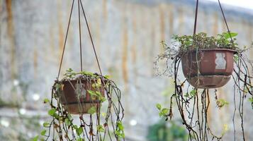 cesti di sospeso fiori su balcone foto