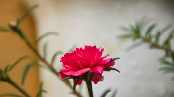 portulaca comune colorata, verdolaga foto