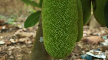 jackfruit sospeso su jackfruit albero. foto