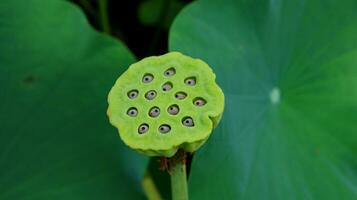 fiore di loto naturale fiorisce in un bellissimo giardino foto