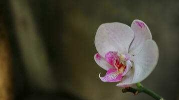 Luna orchidea o falena orchidea e come anggrek bulan foto