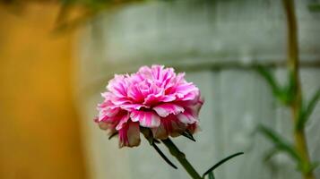 portulaca comune colorata, verdolaga foto