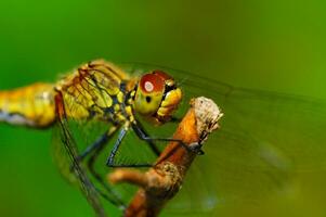 predatore libellula riposo su un' verde foglia su un' soleggiato giorno foto