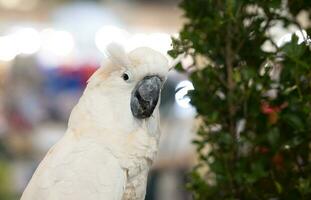 bianca crestato cacatua, animali foto