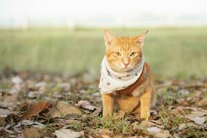 Marrone gatto seduta nel il erba foto