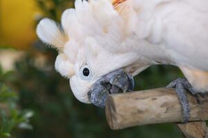 bianca crestato cacatua, animali foto