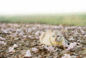 Marrone gatto dire bugie nel il erba su natura sfondo foto