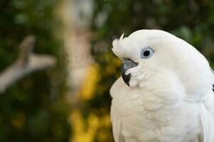 bianca crestato cacatua, animali foto