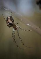 ragno nella natura foto