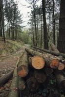 alberi nella foresta nella stagione primaverile foto