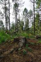 alberi nella foresta nella stagione primaverile foto