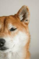 shiba inu. ritratto di giapponese shiba inu cane vicino su foto