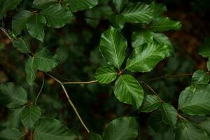 verde sfondo a partire dal le foglie. strutturato albero foglie, luminosa verde colore foto