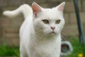 persiano razza gatto è in posa nel un' casa giardino a luton cittadina di Inghilterra UK foto