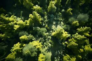 aereo superiore Visualizza foresta albero, foresta pluviale ecosistema e salutare ambiente concetto e sfondo, ai creare foto