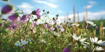 si abbassa camomilla viola selvaggio piselli fiori nel il campo, ai creare foto