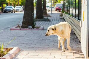 senza casa cane su il strada per Istanbul foto