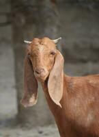 il beetal capra è un' razza a partire dal il Punjab regione di India e Pakistan è Usato per latte e carne produzione. esso è simile per il jamnapari capra e il malabari capra. foto